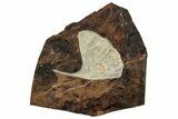 Fossil Ginkgo Leaf From North Dakota - Paleocene #262334-1